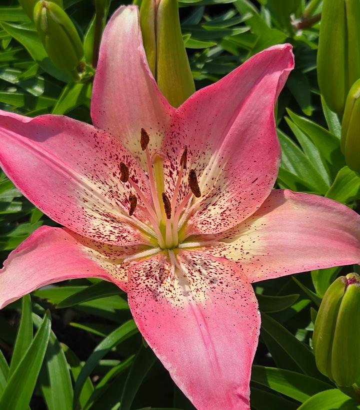 Lilium asiatic Fantasiatic 'Hot-Spot Pink'