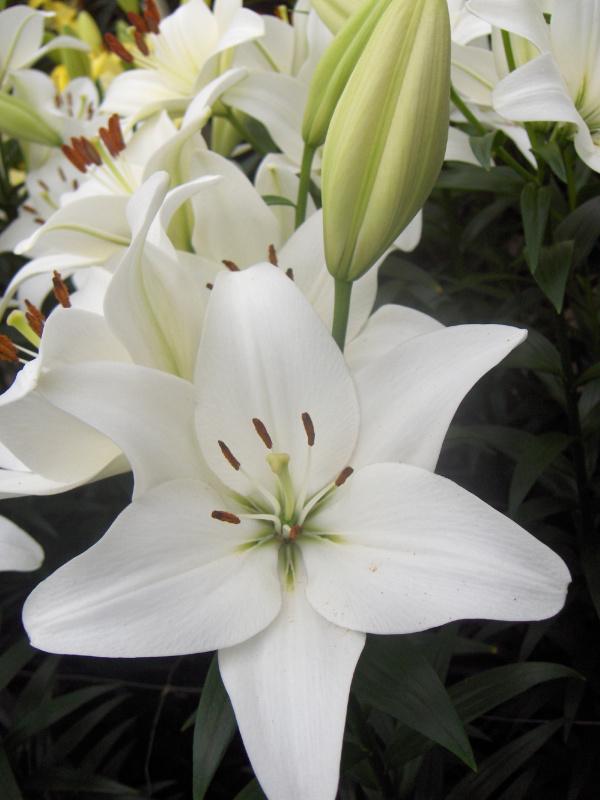 Lilium asiatic Fantasiatic White