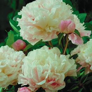 Paeonia Sarah Bernhardt