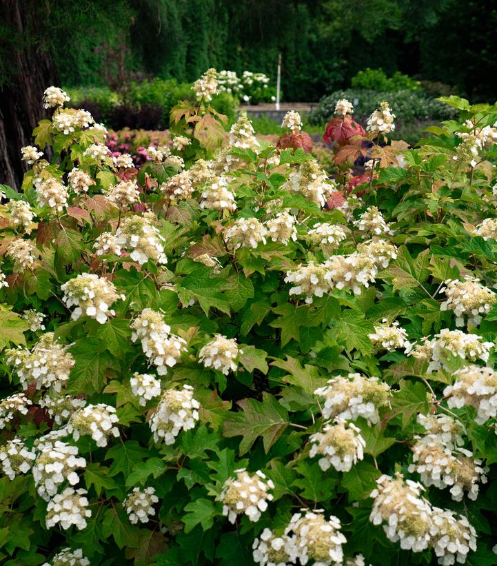 Hydrangea quercifolia Toy Soldier™