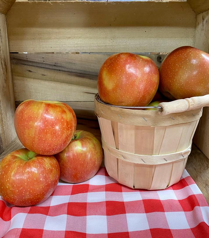 Malus domestica JonaStar®