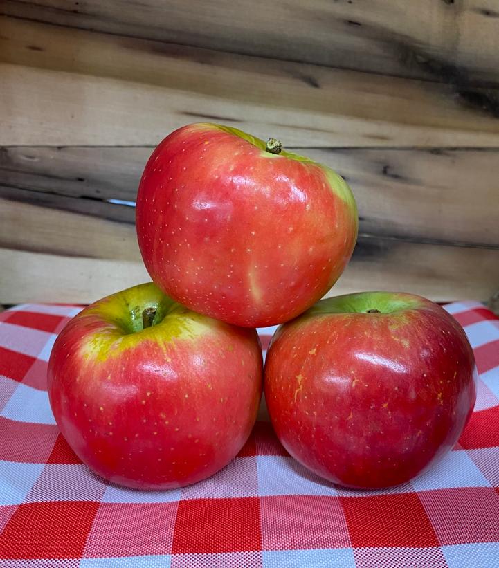 Malus domestica Honeycrisp 'Royal Red'