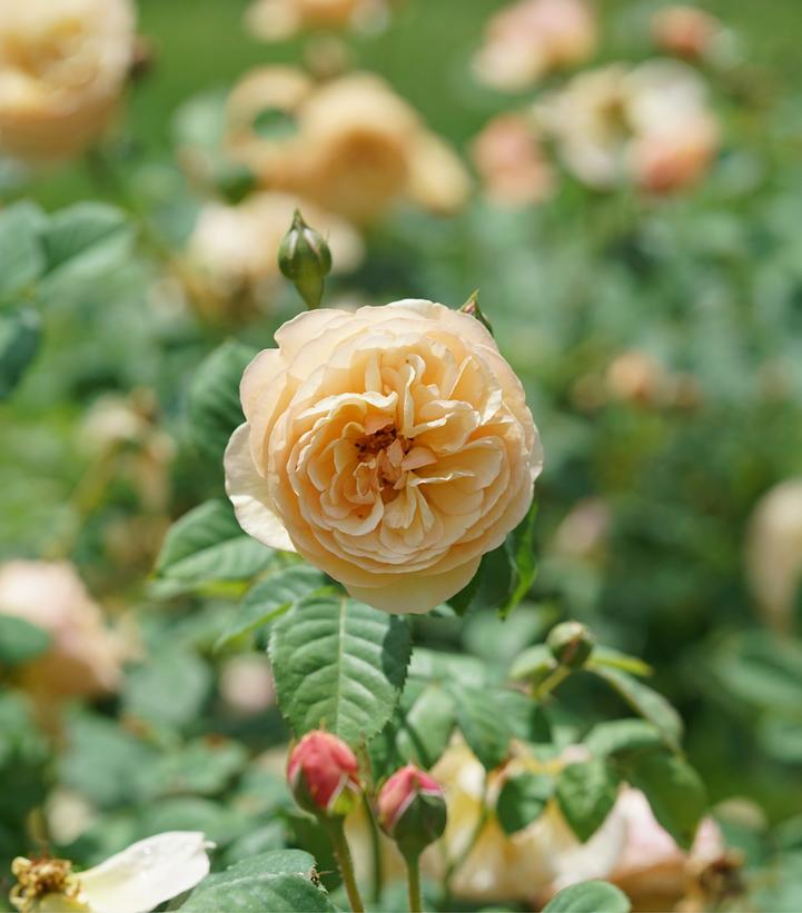 Rosa x Flavorette® Honey-Apricot