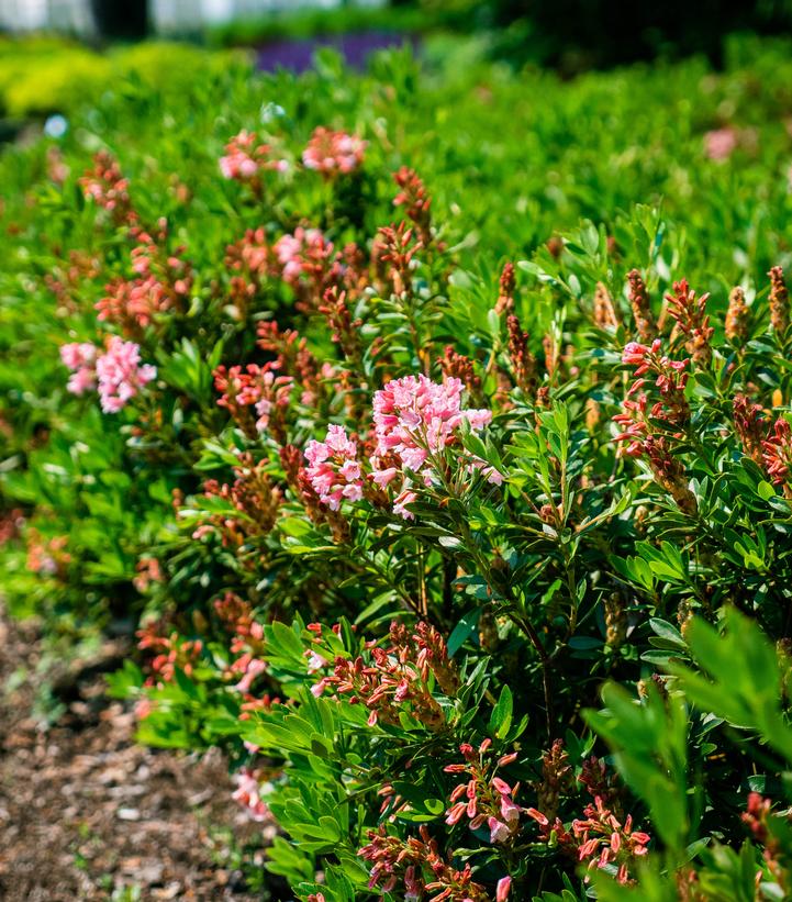 Rhododendron micrantha Bloombux® Magenta