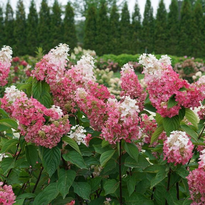 Hydrangea pan. Pinky Winky Prime™