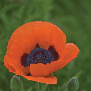 Papaver orientale Prince of Orange