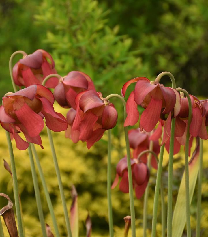 Sarracenia x moorei 'Conversation Piece'