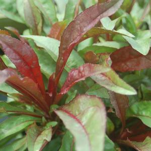 Penstemon digitalis Husker Red