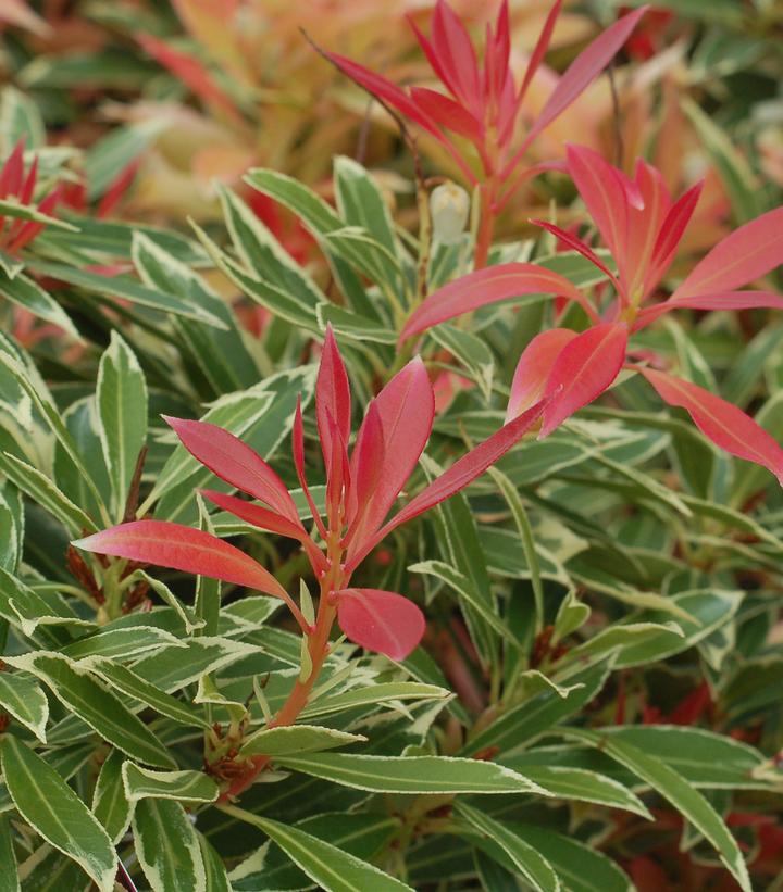 Pieris jap. Flaming Silver