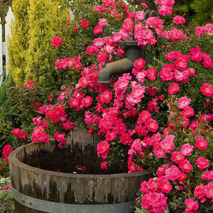 Rosa Flower Carpet Pink Supreme