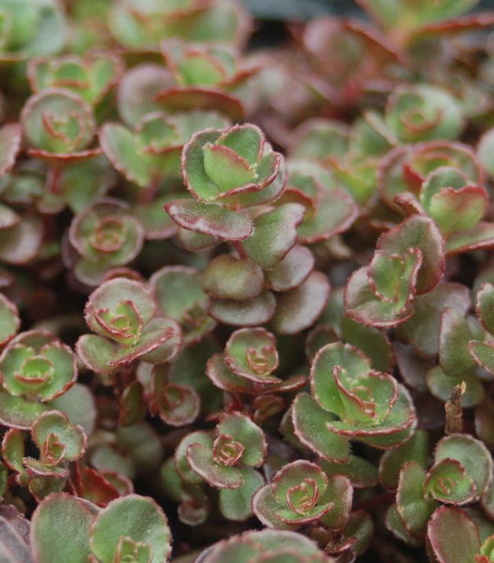 Sedum spurium Fuldaglow