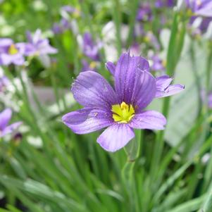 Sisyrinchium angust. 'Lucerne'