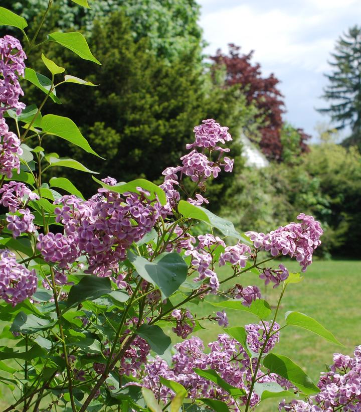 Syringa X hyacinthiflora 'Pocahontas'