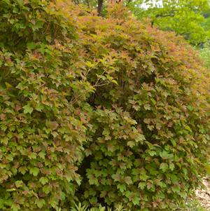 Viburnum tri. 'Baileys Compactum'