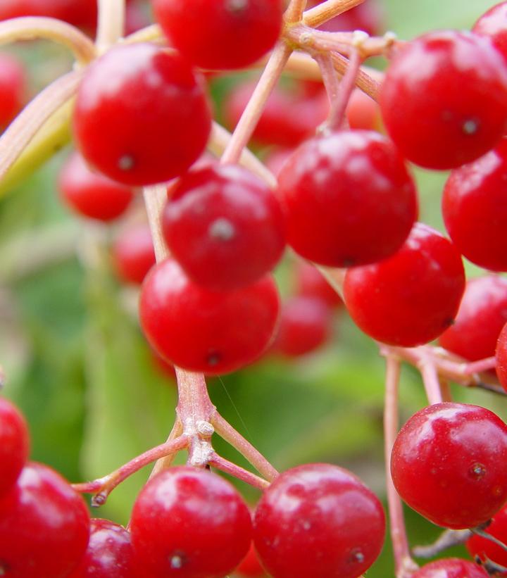 Viburnum trilobum 'Wentworth'