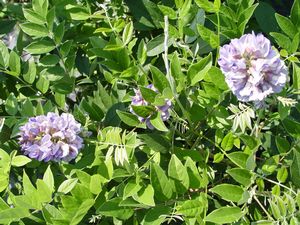 Wisteria frut. Amethyst Falls