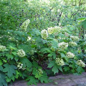 Hydrangea quercifolia 