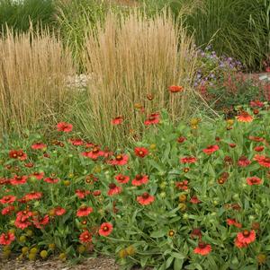 Gaillardia aristata Burgundy