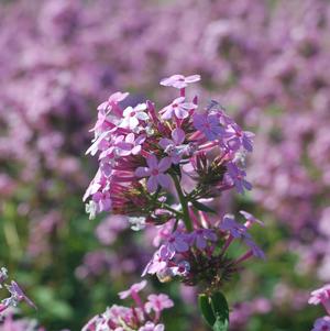 Phlox paniculata 'Jeana'