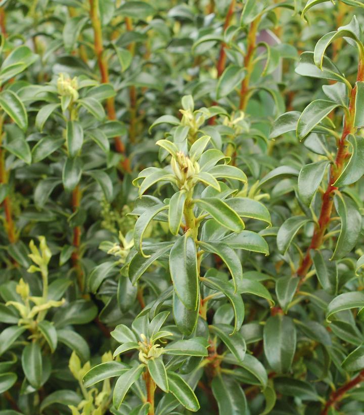 Kalmia latifolia 'Little Linda'