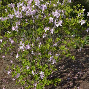 Azalea schlippenbachii 