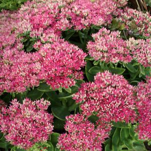 Sedum spectabile 'Hot Stuff'