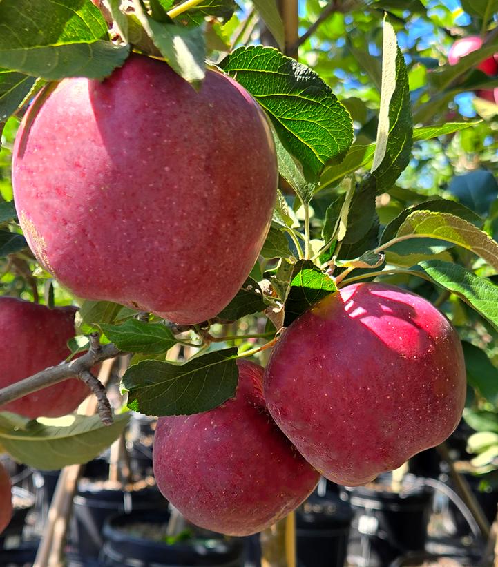Malus x 'Red Delicious'