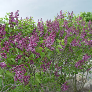 Syringa vulgaris Sensation