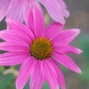 Echinacea Pow Wow® Wildberry