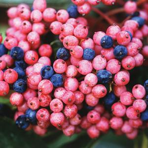 Viburnum nudum Brandywine™