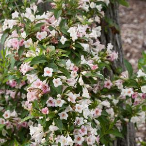 Weigela Sonic Bloom® Sonic Bloom® Pearl