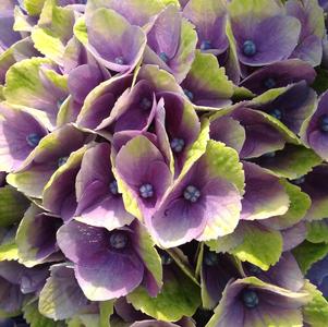 Hydrangea mac. Everlasting® Amethyst