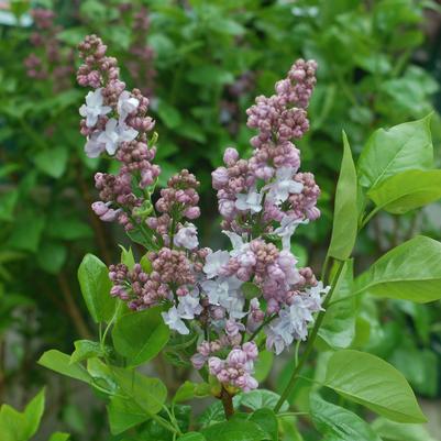 Syringa 'Equinox Valley'