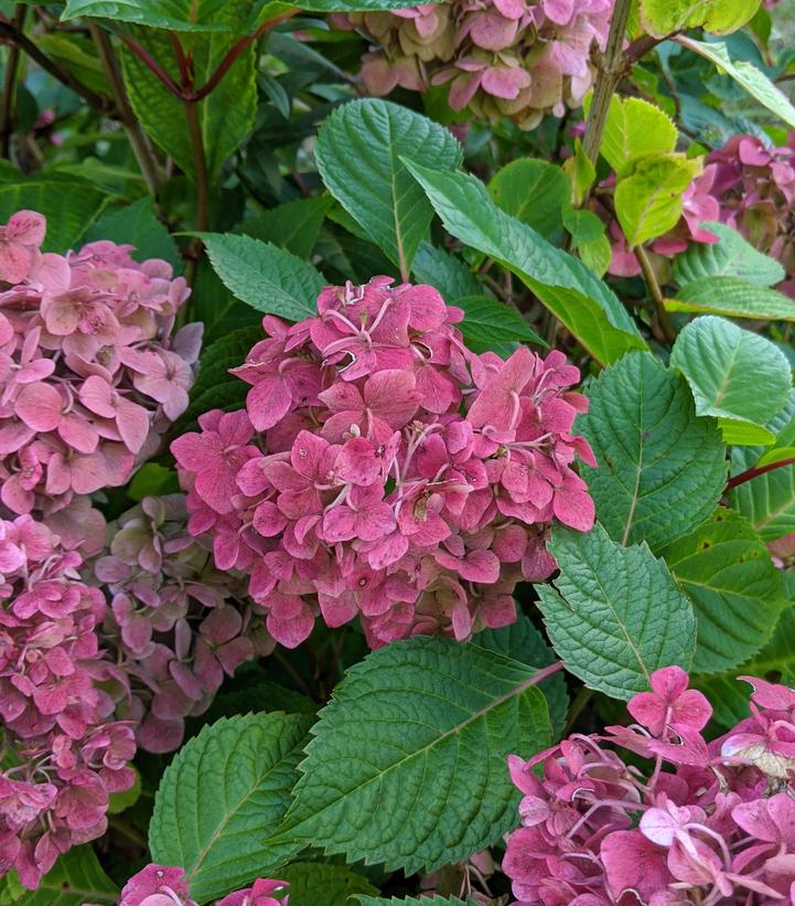 Hydrangea mac. Endless Summer® Collection Endless Summer® Bloomstruck®