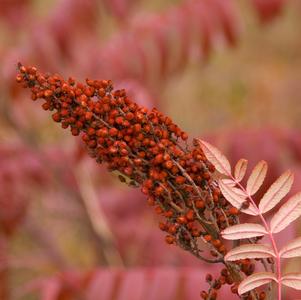 Rhus glabra 