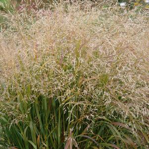 Panicum virgatum Cape Breeze