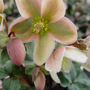 Helleborus Ivory Prince