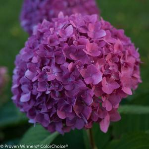 Hydrangea macrophylla Let's Dance® Rave®