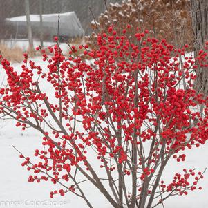 Ilex verticillata Berry Poppins®