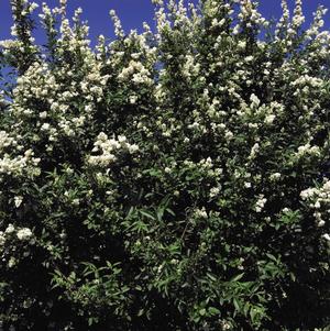 Ligustrum vulgare Cheyenne