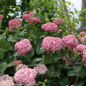 Hydrangea arborescens Invincibelle® Invincibelle® Spirit Ⅱ