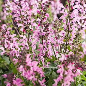 Salvia x Color Spires® Color Spires® 'Pink Dawn'