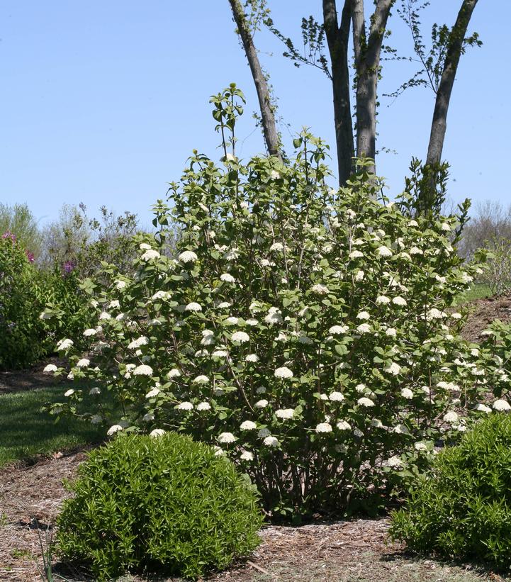 Viburnum x rhytidophylloides Red Balloon™