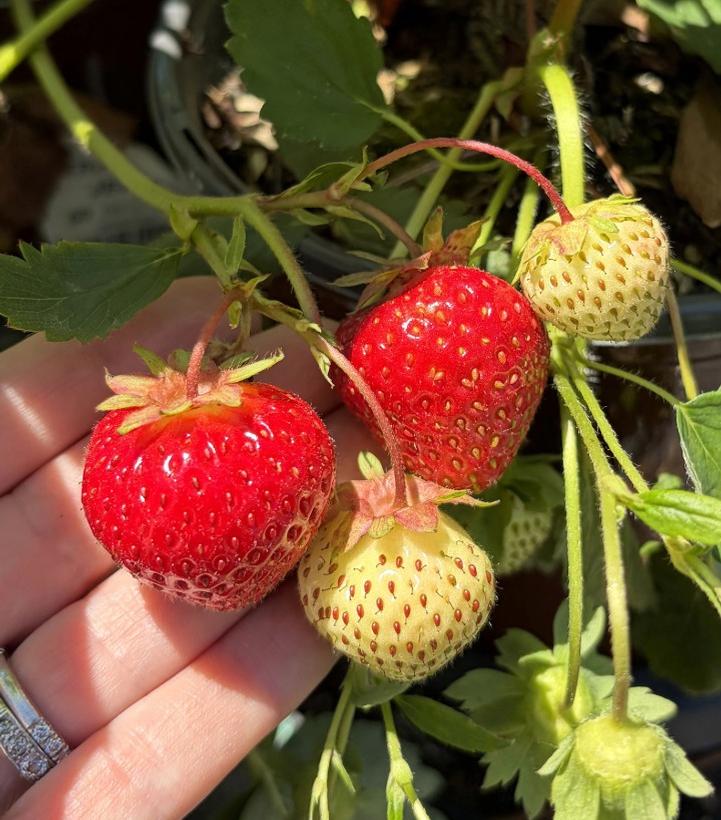 Strawberry Jewel