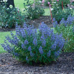 Caryopteris x clandonensis Beyond Midnight®