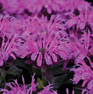 Monarda hybrid Leading Lady Plum