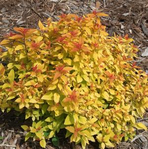 Spiraea jap. Double Play® Candy Corn®