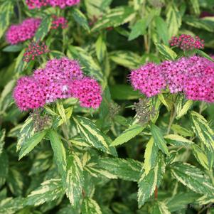 Spiraea jap. Double Play® Double Play® Painted Lady™