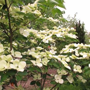 Cornus x Jersey Star® Venus®