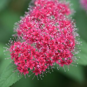 Spiraea jap. Double Play® Double Play® Red